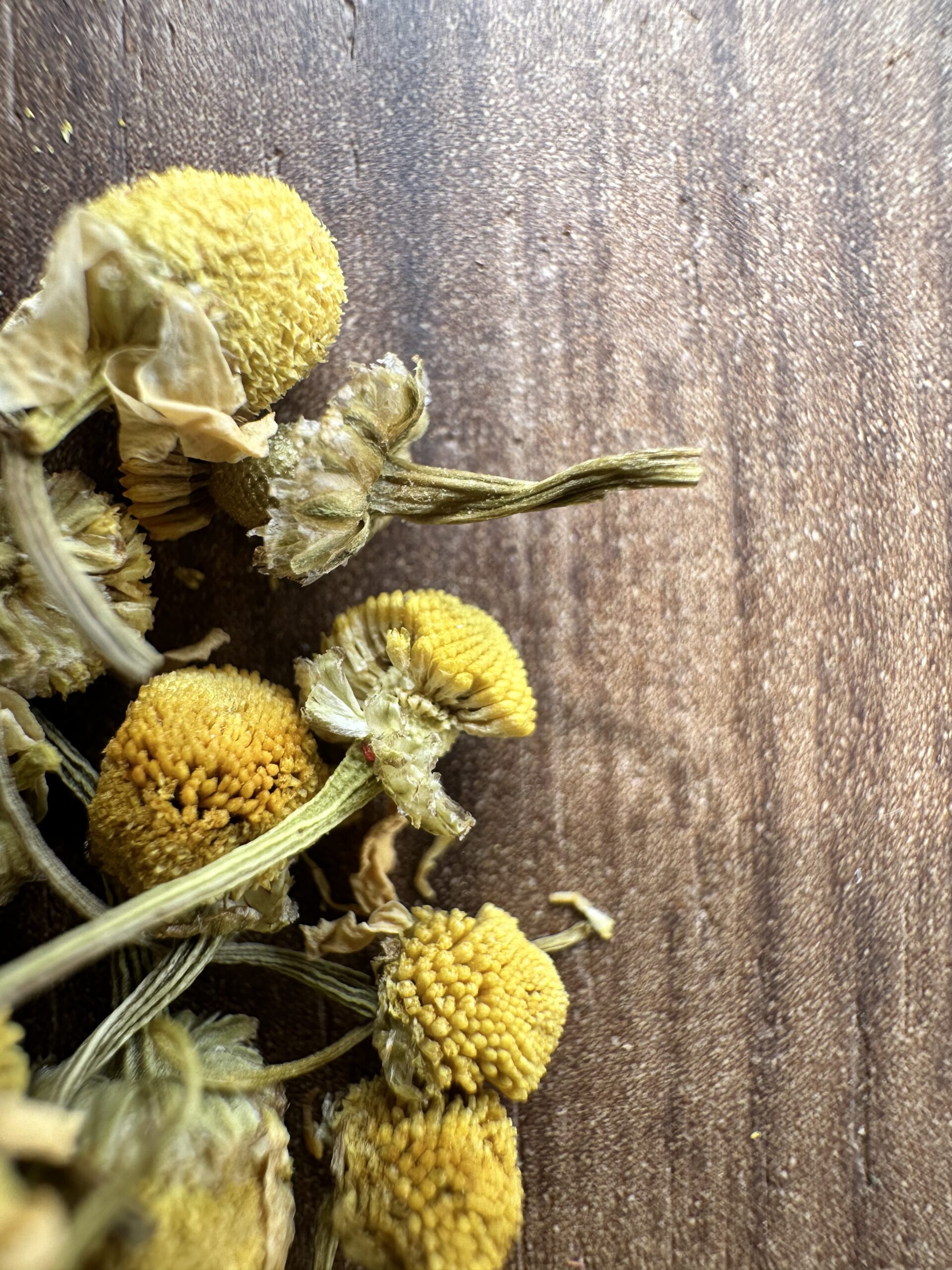 Camomilla Fiore