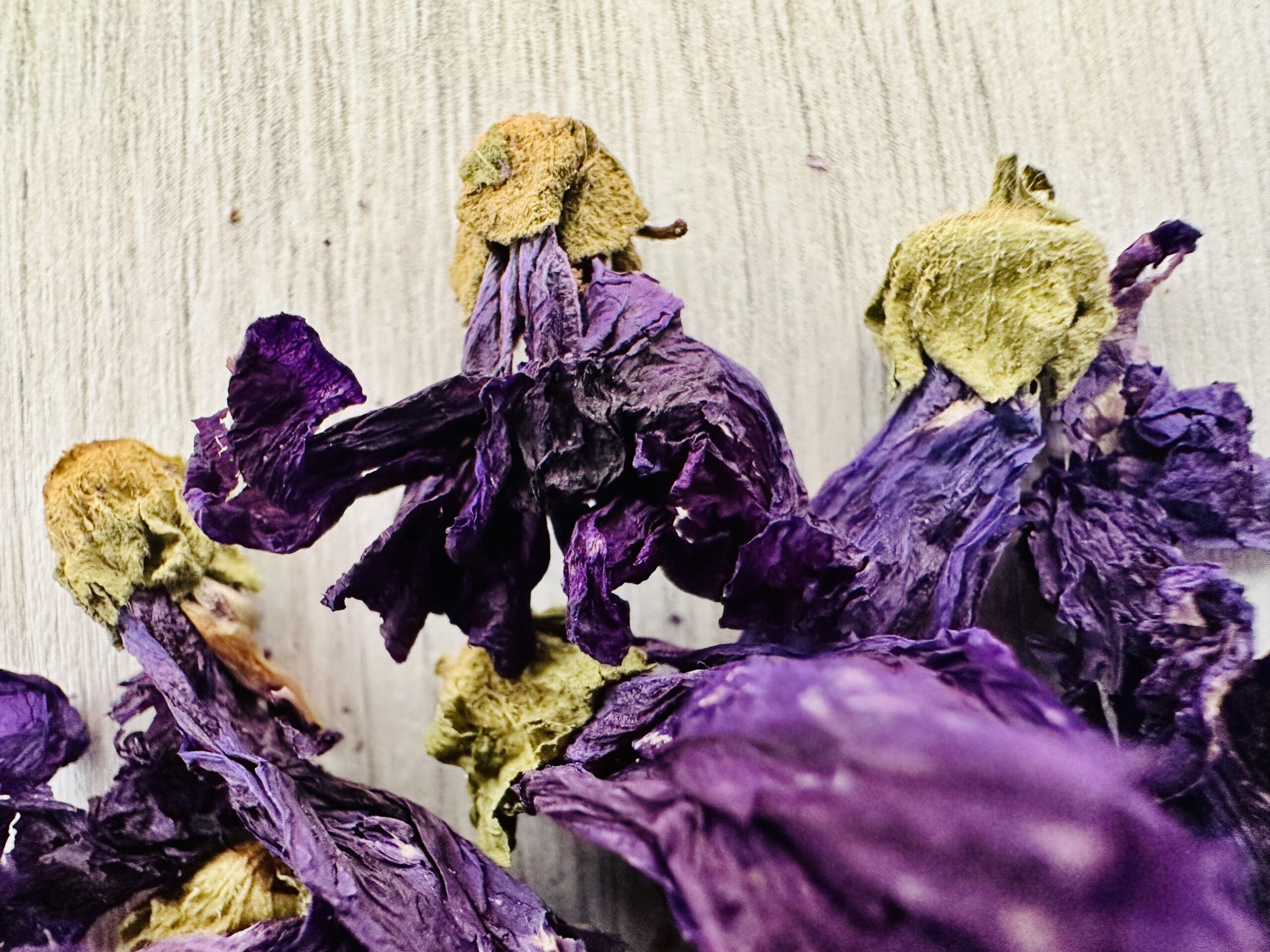 Malva Fiore