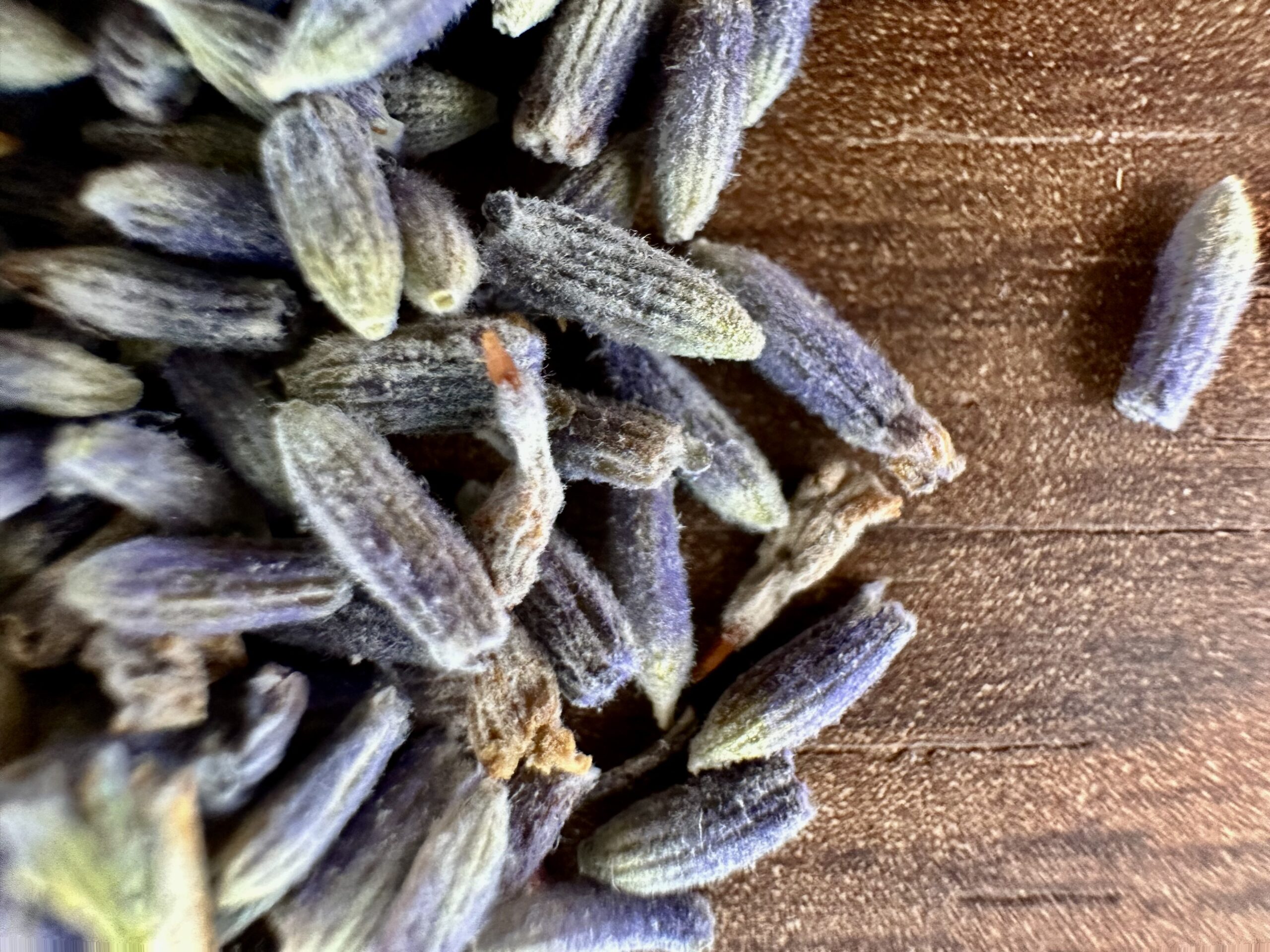 Lavanda Fiore